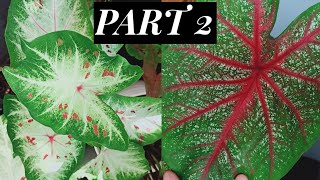 21 JENIS KELADI HIAS  21 TYPES OF CALADIUM PART 2 [upl. by Jordain]