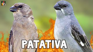 O CANTO DA PATATIVA Sporophila plumbea [upl. by Armahs]