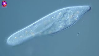 Paramecium  Study of Protozoa with characteristics classification and examples [upl. by Marissa112]