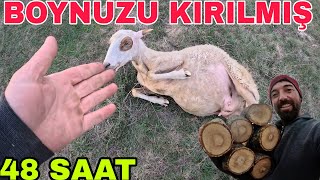 İNEĞİMİZİ TOHUMLADIK  KIRIK BOYNUZSÖNMEYEN ATEŞ YAPTIKİNEKLER KAYIP [upl. by Arlie]