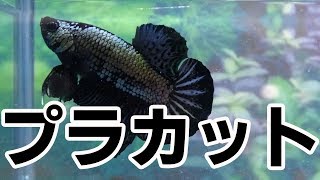 【高知熱帯魚サービス】プラカットベタ１０ペアー [upl. by Denver6]