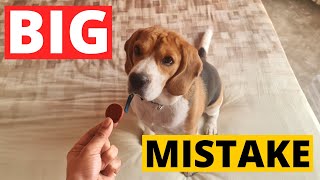 7 Beagle Training Mistakes Owners Make [upl. by Adnwahsar]