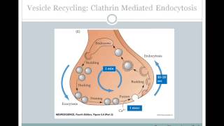 SJSU Neurophysiology Lecture 6  Synaptic Transmission [upl. by Pelletier]