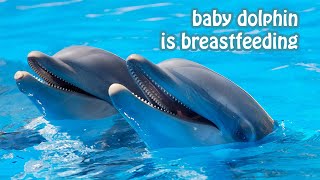 Do dolphins breastfeed  ► Lets learn about dolphins [upl. by Melar]