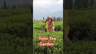 Temi tea garden travel youtubeshorts shorts short [upl. by Ardnac]