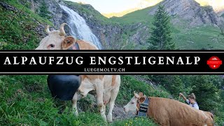 Alpaufzug Engstligenalp  Berner Oberland  Schweiz  LuegemolTV [upl. by Kevyn]