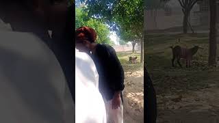 Mard kabhi hisab nahin deta haishortsvideo comedy [upl. by Jacy]