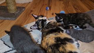 Shilos kittens nursing playing and getting SCOLDED by mom [upl. by Shimberg]