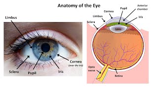 An Approach to a Red Eye [upl. by Ahsiya]