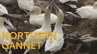 Northern Gannet [upl. by Lada]