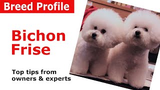 Bichon Frise Dog Breed Guide [upl. by Red]