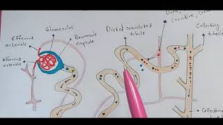 Nephron  Structure and function  Excretion  Bio science [upl. by Dorkus]