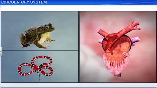 CBSE Class 11 Biology  Body Fluids and Circulation  Full Chapter  By Shiksha House [upl. by Ayekam]