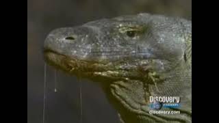 Encarta 2009 Los Reptiles Mini Documental Discovery Channel [upl. by Chirlin]