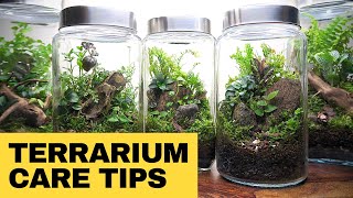 Closed Terrarium Care Tips amp the Dos and Donts for best results [upl. by Bibbie]