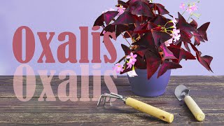 HOW to PROPAGATE OXALIS Triangularis by dividing  Watering tips [upl. by Marasco273]