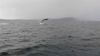 Minke Whale Breaches Off Scottish Coast [upl. by Picker]