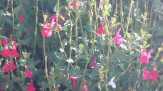 Salvia Microphylla Var Hot Lips [upl. by Gnad]