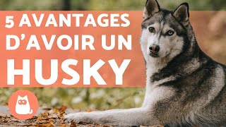 AVANTAGES davoir un HUSKY SIBÉRIEN 🐺 TOP 5 [upl. by Firahs]