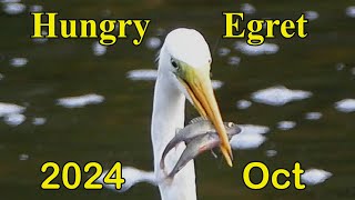 Fishing Egret  Oct 2024 [upl. by Sethrida46]