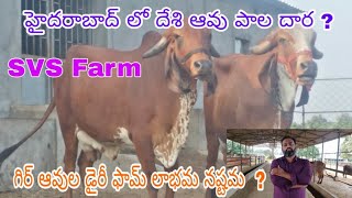 Gir cow Milk and Ghee in SVS farm  Hyderabad [upl. by Aynot]