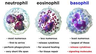 Types of Immune Cells Part 2 Myeloid and Lymphoid Lineages [upl. by Anoved32]