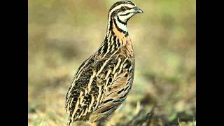 Female Quail Sounds [upl. by Eeresid505]