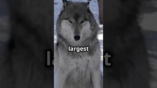 LARGEST species the Gray Wolf 🐺 predator graywolf wolf discovery educational animals [upl. by Eisnil]