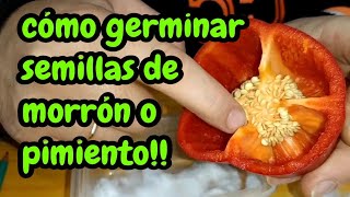 como germinar semillas de morrones o pimientos en casa fácil [upl. by Nnaillij977]