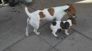 Short Jack Russells  More of All Luvs puppies  6 weeks [upl. by Christiane]