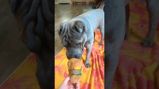 Shar Pei puppy ready for July 4th burgers 🍔😅 dogshorts puppies doglover [upl. by Studner]