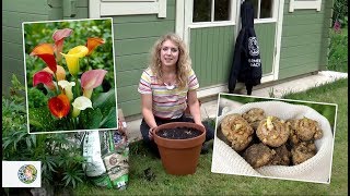 How to plant Calla Lilies bulbs  FarmerGracycouk [upl. by Eliott860]