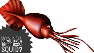 The colossal squid  Description and Facts [upl. by Mongeau]