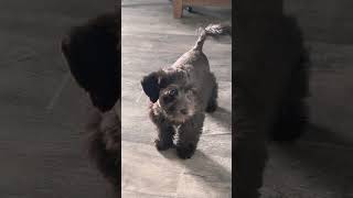 ❤️ schnoodle trending trend viralvideo puppy puppies [upl. by Nodyarb]