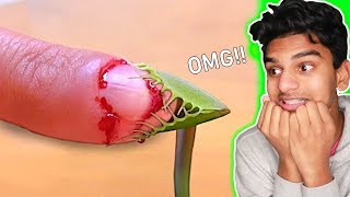 Giant Venus Fly Trap vs FINGER OMG [upl. by Arimay]