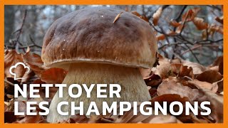 Comment nettoyer les champignons  Les FoodCuisine [upl. by Ahsinek]