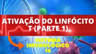 ATIVAÇÃO DOS LINFÓCITOS T PARTE 1  IMUNOLOGIA  SISTEMA IMUNOLÓGICO [upl. by Sellig274]