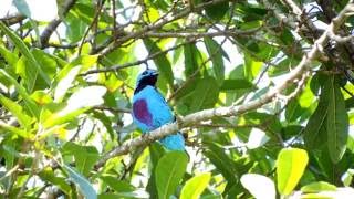 Turquoise Cotinga  Cotinga ridgwayi [upl. by Edlin425]