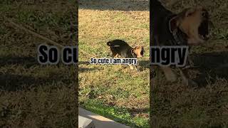 dog memes funny pets cuteness cutenessoverload [upl. by Lee834]