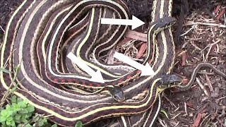 Garter Snake Mating Ball  One Female and Three Males [upl. by Sewel847]