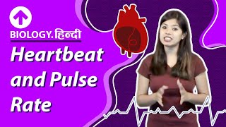 Heartbeat and Pulse Rate  Hindi  Biology [upl. by Hestia]