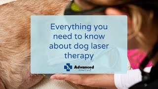 Everything you need to know about dog laser therapy [upl. by Eilatan]