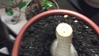 Yucca plant cuttings pruning and clones [upl. by Vocaay]