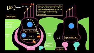 The Vestibular System [upl. by Denten929]