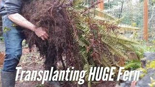 Transplanting Native Sword Fern [upl. by Airdnas]