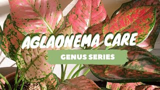 AGLAONEMA PLANT CARE   how to propagate chinese evergreen  genus series [upl. by Eipper849]