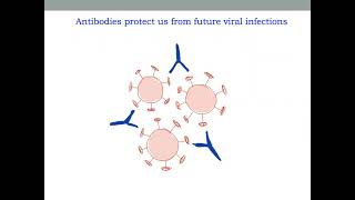 The Pfizer vs Moderna vs AstraZeneca coronavirus vaccines [upl. by Iams748]