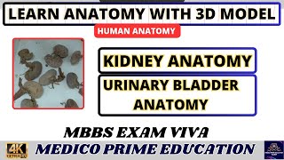 Kidney Anatomy  Urinary Bladder Anatomy  Real kidney  Abdominal organs mbbs [upl. by Alleb]