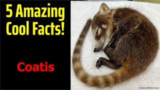 5 Fascinating Facts About Coatis [upl. by Eiramoj]