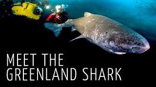 Greenland Sharks  JONATHAN BIRDS BLUE WORLD [upl. by Brena]